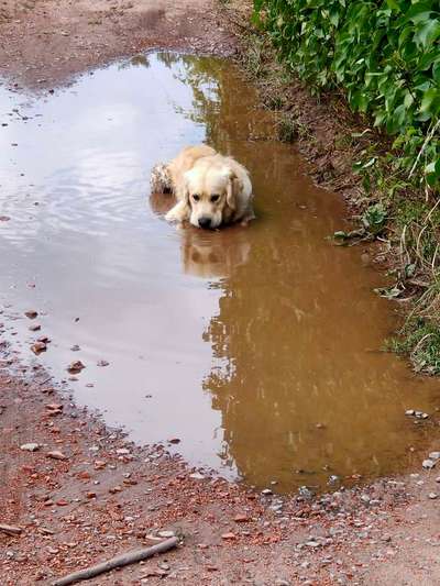 Wo sind die Golden Retriever Liebhaber?-Beitrag-Bild