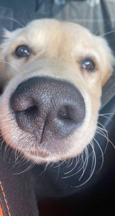 Zeigt mir die tollste Nahaufnahme von eurer Fellnase-Beitrag-Bild