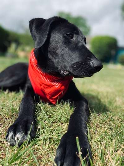 Hundetreffen-Treffen zum regelmäßigen Gassi gehen in Hürth und Umgebung :)-Bild