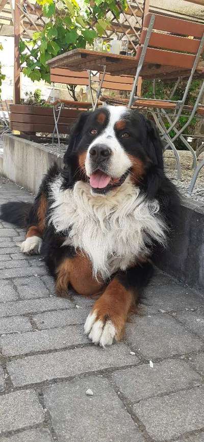 Tongue Out Tuesday-Beitrag-Bild