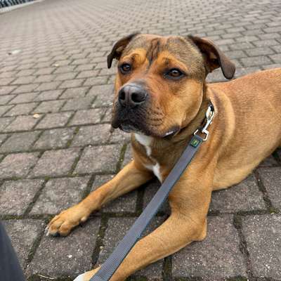 Hundetreffen-Gemeinsame Spazierrunden-Bild