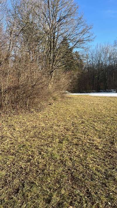 Giftköder-Fuchs mit Räude gesichtet-Bild