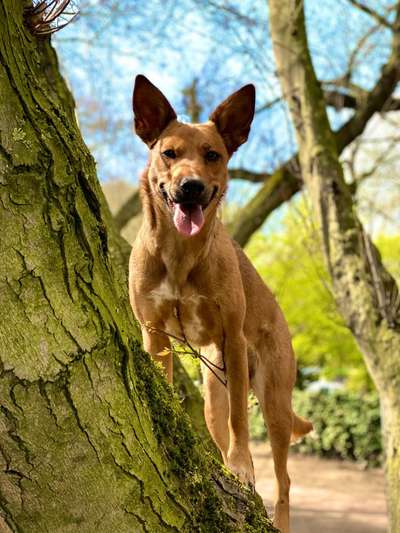 Schäferhund-Fans?-Beitrag-Bild