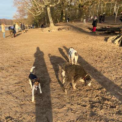 Hundetreffen-Spielen oder Gassi gehen-Bild