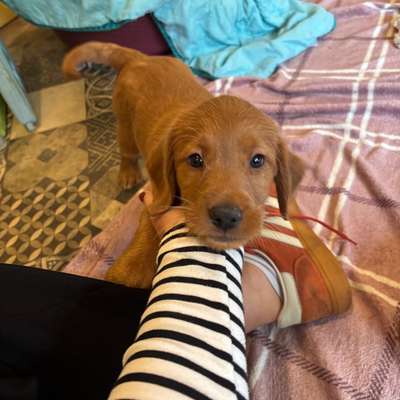 Hundetreffen-Welpentreffen Eimsbüttel u. Umgebung-Bild