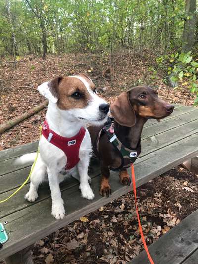 Die Dogorama Kalender Challenge Titelbild-Beitrag-Bild