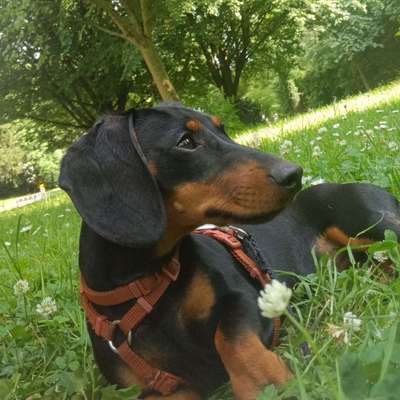 Hundetreffen-Gemeinsam spazieren gehen-Bild