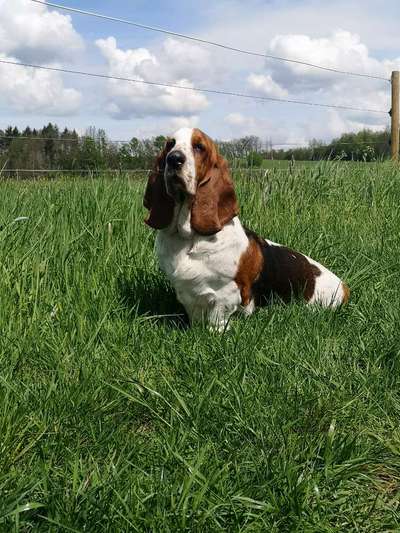 Basset Hound-Beitrag-Bild