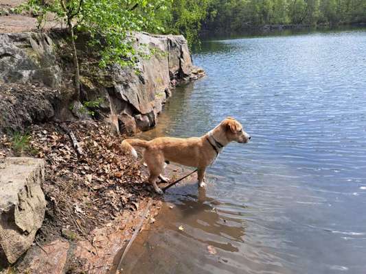 Dogorama Photo Challenge - Frühlingserwachen-Beitrag-Bild