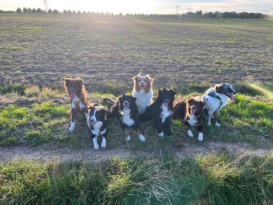 Hundetreffen-Hund und Kind - Treffen -gemeinsam  zusammen stark-Bild