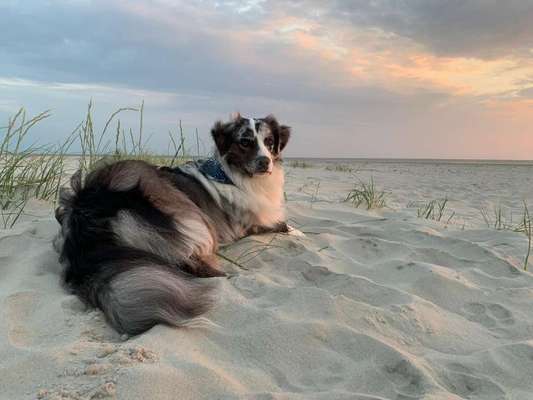 Dogorama Photo Challenge - Einmal lächeln bitte-Beitrag-Bild