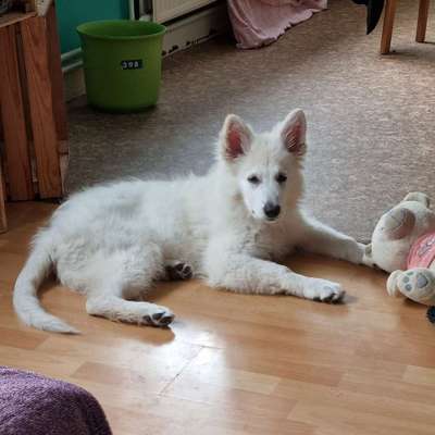 Weißer Schweizer Schäferhund-Beitrag-Bild