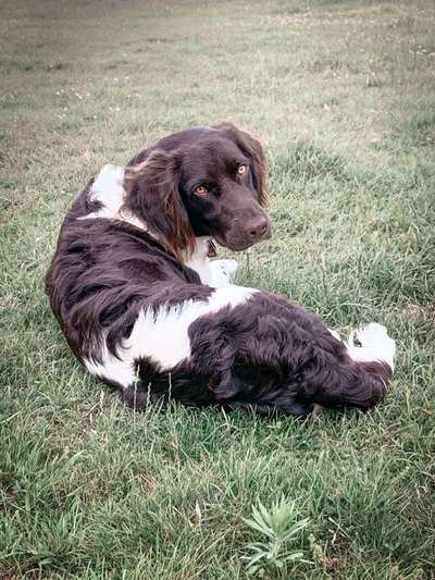 Kleiner Münsterländer!-Beitrag-Bild