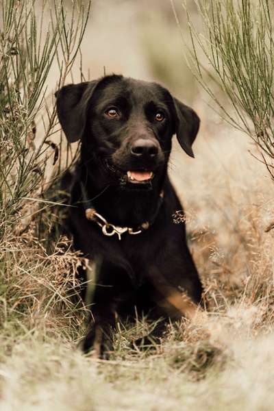 Hundetreffen-Hundebegegnungen/- Kontakt üben.-Bild