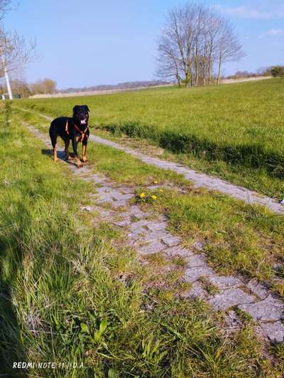 Rottweiler/-Mischlinge-Beitrag-Bild