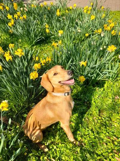 9.Farben-Fotochallenge            Gelb-Beitrag-Bild