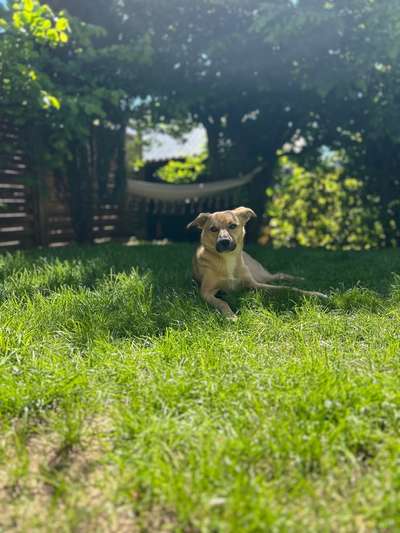 Hundetreffen-Social Walk / Alltagstraining / Spaziergänge ggf. Spielen-Bild