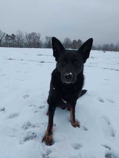 Alles rund um den Schäferhund, diskutieren erwünscht.-Beitrag-Bild