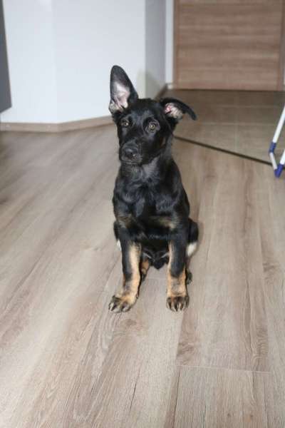 Welpen Bilder !-Beitrag-Bild