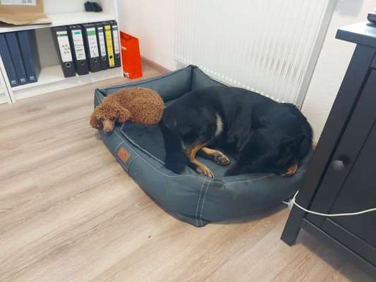 Beschäftigungsmöglichkeiten-Beitrag-Bild