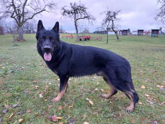 Reinrassige Hunde?-Beitrag-Bild