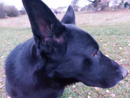 Reinrassige Hunde?-Beitrag-Bild