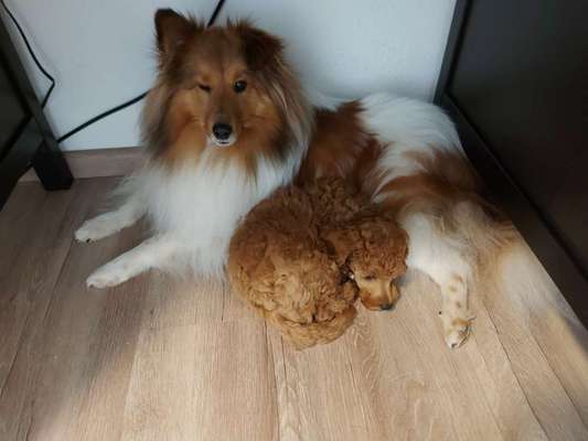 Abschied von jungen Seelenhunden-Beitrag-Bild