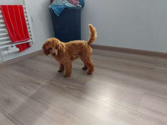 Alles rund um den Pudel-Beitrag-Bild