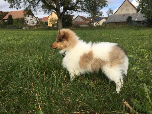 Welpen Bilder !-Beitrag-Bild