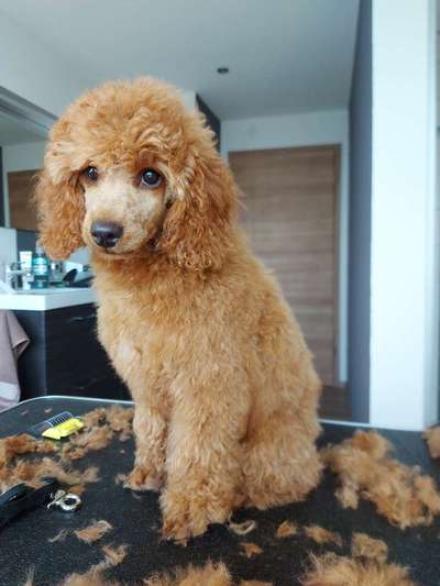 Alles rund um den Pudel-Beitrag-Bild