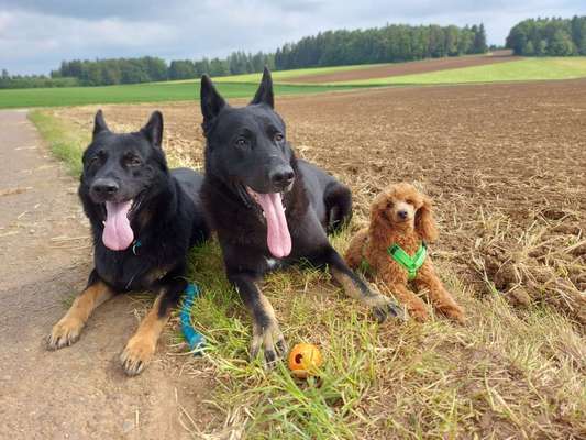 Mehrhundehalter!-Beitrag-Bild