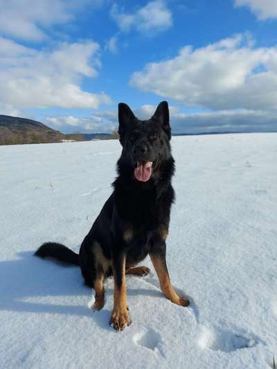 Alles rund um den Schäferhund, diskutieren erwünscht.-Beitrag-Bild