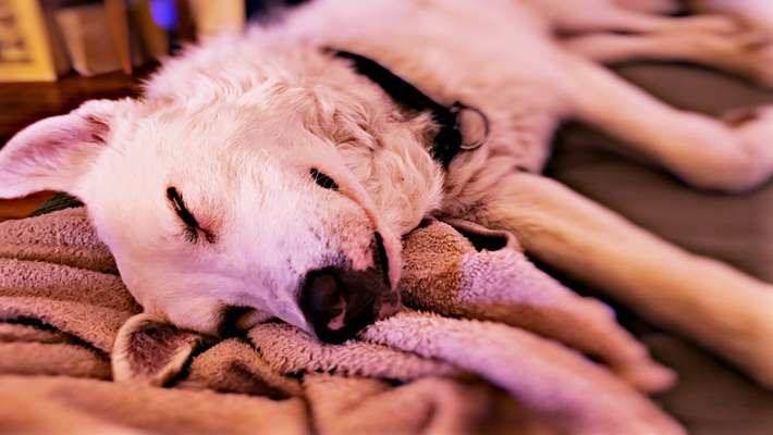 Auslandstierschutz-Beitrag-Bild