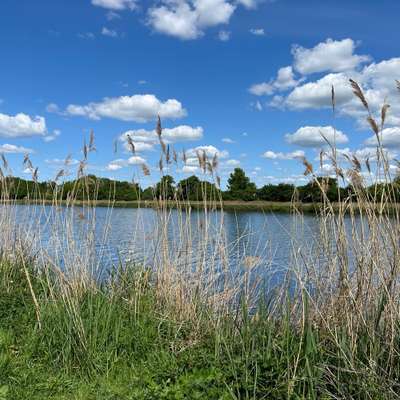 Hundetreffen-Spazierpartner_in gesucht 🐕🌱☀️-Bild