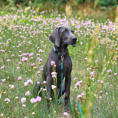 Hundetreffen-Spielgefährten gesucht-Bild