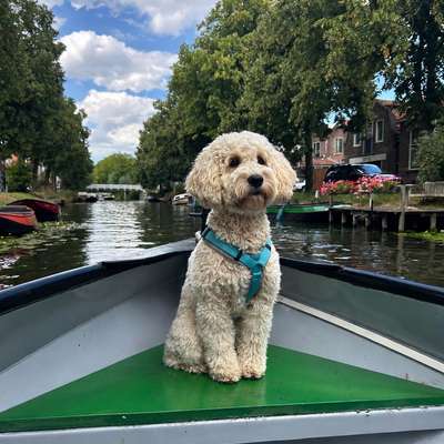 Hundetreffen-Spielfreund/in gesucht-Bild