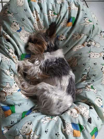 Mischlingshunde Foto Aufruf-Beitrag-Bild