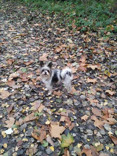 Mischlingshunde Foto Aufruf-Beitrag-Bild