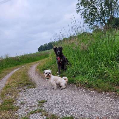 Hundetreffen-Suchen Hunde zum Spielen und trainieren-Bild