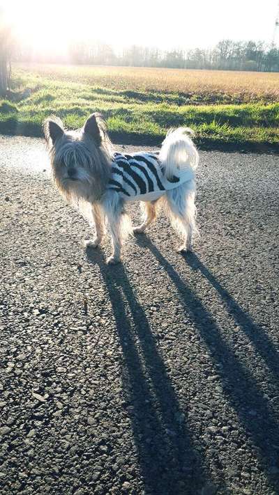 Wo sind die Chihuahua Besitzer ?-Beitrag-Bild