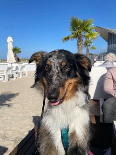 Die Dogorama Kalender Challenge Titelbild-Beitrag-Bild