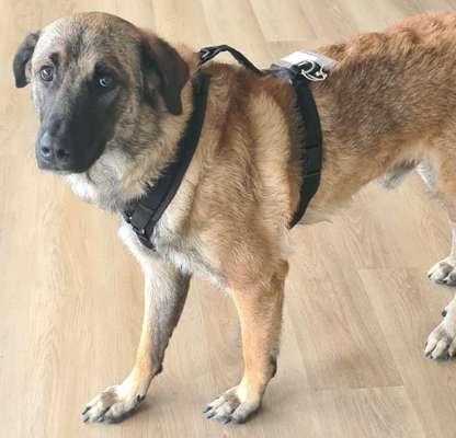 Wie sitzt mein Geschirr?-Beitrag-Bild