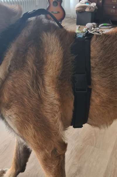 Wie sitzt mein Geschirr?-Beitrag-Bild