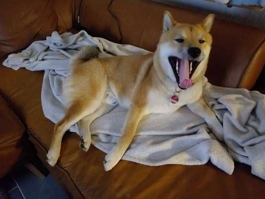 Shiba Inu und andere japanische Rassen!-Beitrag-Bild