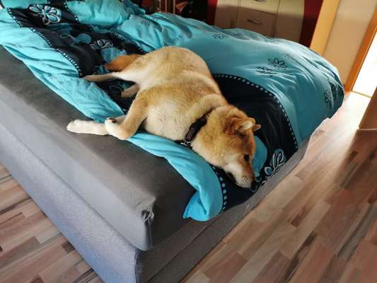 Gemeinsames Kuscheln im Bett!-Beitrag-Bild