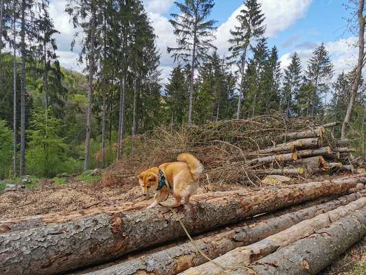 Fotochallenge Nr. 52 „Spring!“-Beitrag-Bild