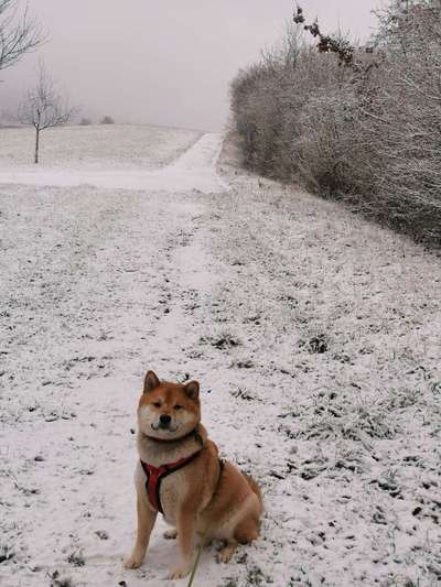 Seltene Rassen!-Beitrag-Bild