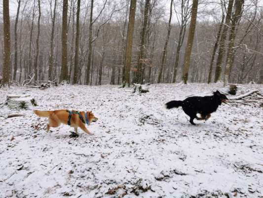 Shiba ohne Leine-Beitrag-Bild