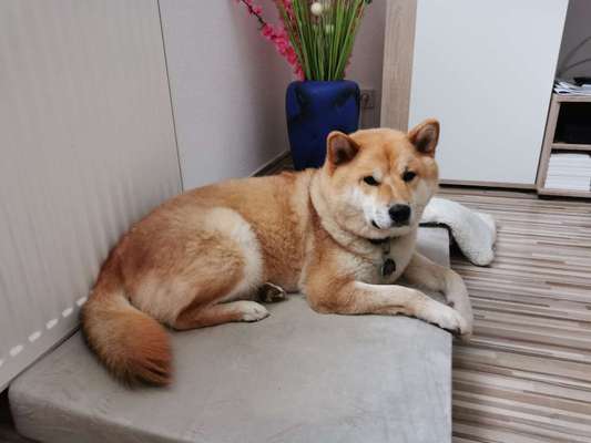 Seltene Rassen!-Beitrag-Bild