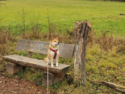 Akita Inu/American Akita (Mix) halter.-Beitrag-Bild